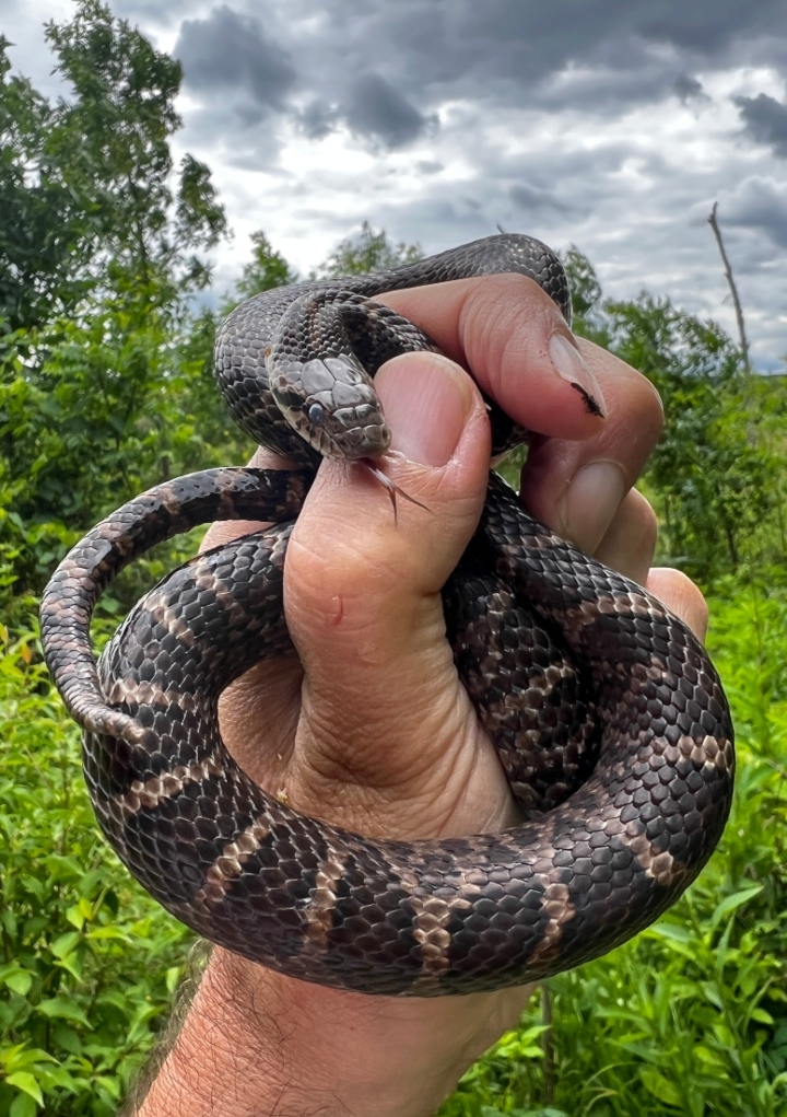 Eastern Milk Snake